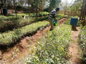 DNRC tree Nursery