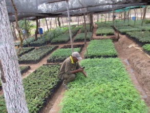 Current DNRC tree Nursery