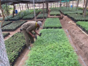 current DNRC tree nursery