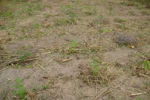 Dan Mwenda - Newly Planted Saplings (Oct 2011)