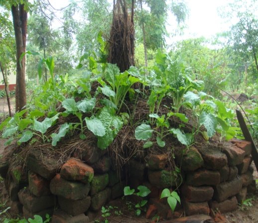 Vegetables in our new office kitchen garden