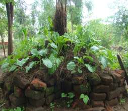 Vegetables in our new office kitchen garden