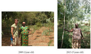 Example Tree Growth In Last Four Years: 2009-2013