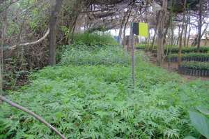 Tree Nursery (Oct 2011)