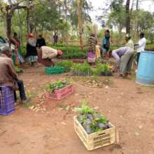 farmers being issued with tree seedlings at DNRC