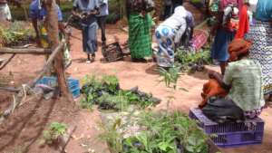 more farmers picking tree seedlings