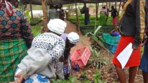 farmers picking trees in the nursery