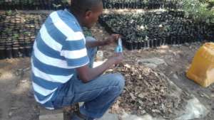 DNRC staff working in the nursery