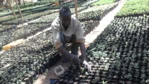 DNRC staff propagating more trees