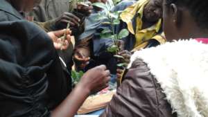 farmers learning about tree grafting