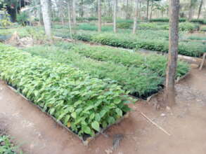 DNRC Main Tree nursery