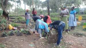 farmers picking tree seedlings