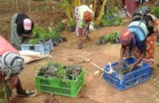 Forestry Training & Finance for 800 Farms in Kenya