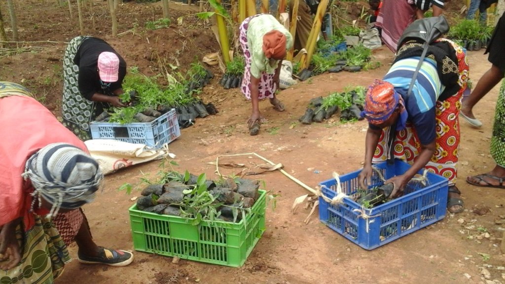 Forestry Training & Finance for 800 Farms in Kenya