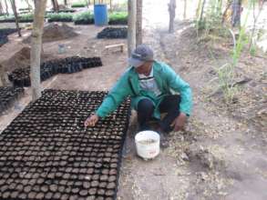 sowing tree seeds