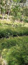 diverse tree seedlings at DNRC Nursery