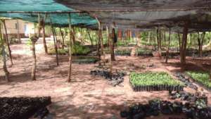 tree nursery after issuing the seedlings