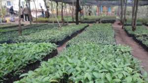 Tree nursery before issuing of seedlings