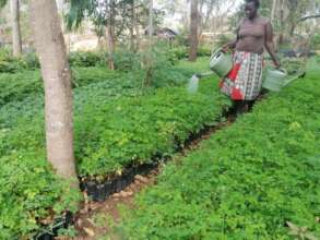 DNRC tree nursery seedlings