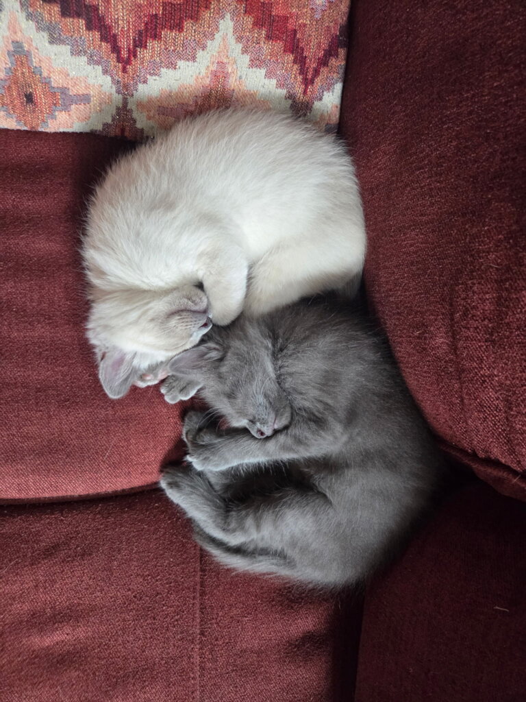 Bottle Babies