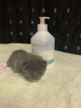 Precious kitten