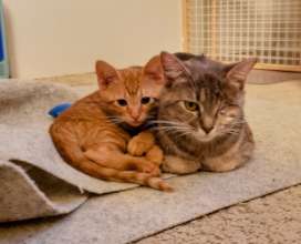 Mom and kitten