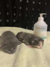 Tiny Kittens