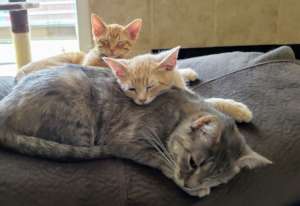 Mom and Kittens