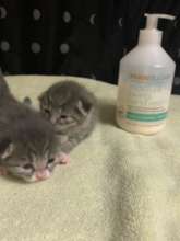 Kittens eyes are open