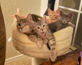 Mama Cat and Kittens