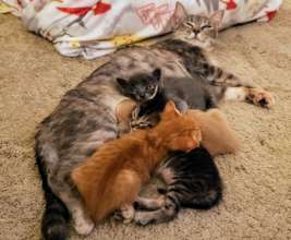 Mom with Kittens