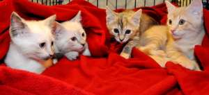 Cindy, Jan, Marsha and Greg (Peter was adopted)