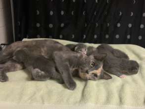Nursing babies