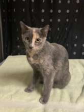 Sweet Momma Cat