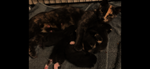Kitty Family