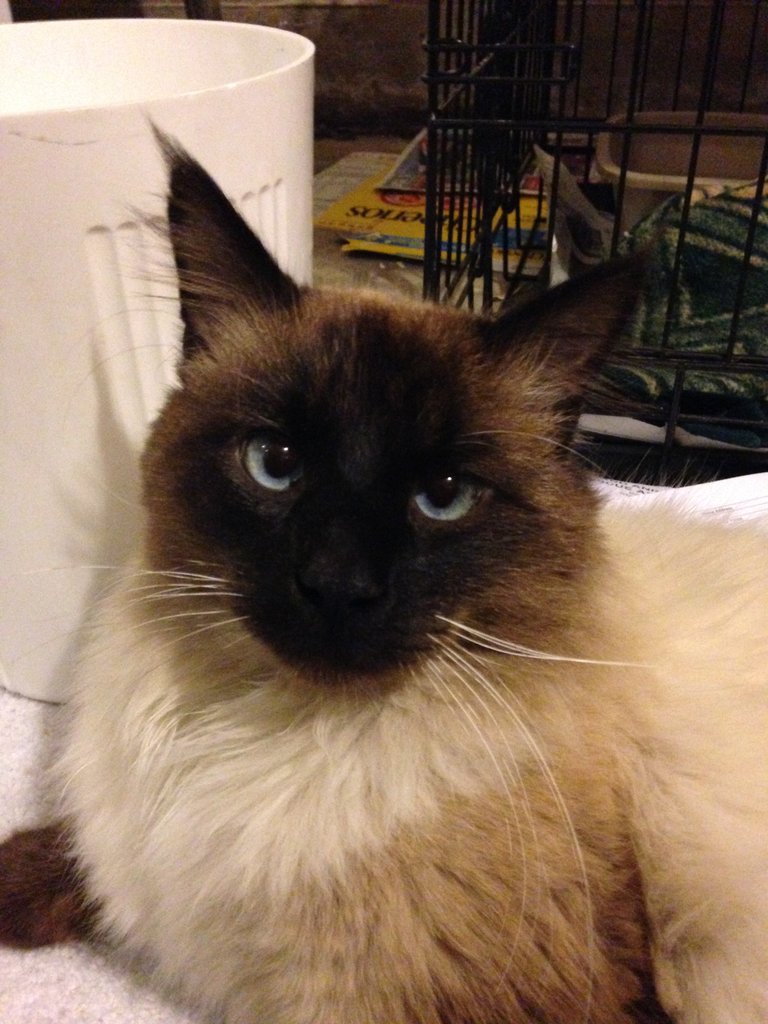 Andy, basking in the love and care.