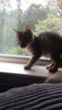 Gigi's foster kitten