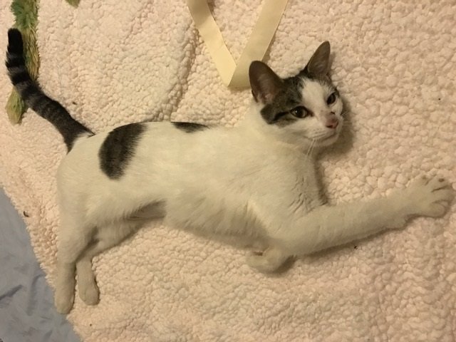 Sweet Babette
