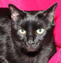 Black Beauty