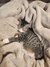 Bugsy Cuddled Up