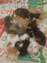Bundle of Kittens