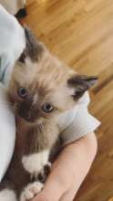 Tiny Kitten