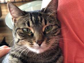 Beautiful Tabby