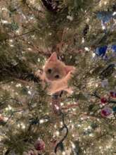 Kitten in a "pear tree"