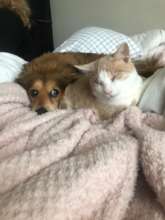 Blind Cat, Radar With his Dog
