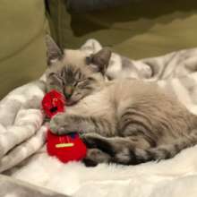 Dreaming of a forever home