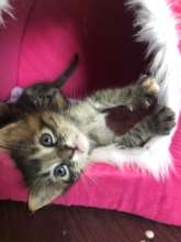 cozy kitten