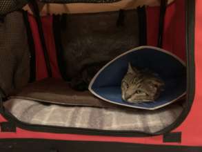 Resting comfortably