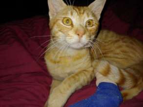 Meet Chester, a beautiful orange tomcat