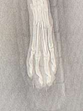 Chester's X-Ray